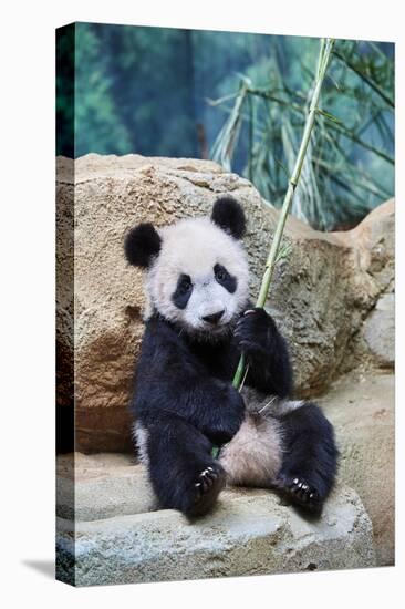 Giant panda cub playfuly chewing a bamboo stick. Captive at Beauval Zoo-Eric Baccega-Premier Image Canvas