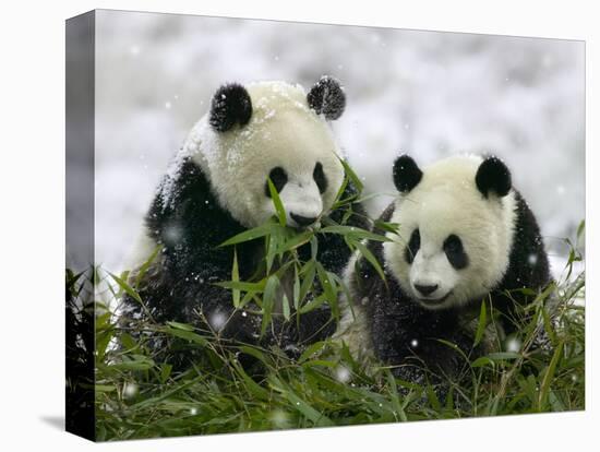 Giant Panda Cubs in Snowfall-Keren Su-Premier Image Canvas