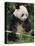 Giant Panda, Eating Bamboo-Eric Baccega-Premier Image Canvas