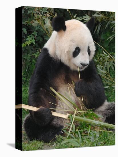 Giant Panda, Eating Bamboo-Eric Baccega-Premier Image Canvas