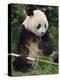 Giant Panda, Eating Bamboo-Eric Baccega-Premier Image Canvas