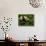 Giant Panda Family, Wolong China Conservation and Research Center for the Giant Panda, China-Pete Oxford-Premier Image Canvas displayed on a wall