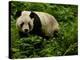 Giant Panda Family, Wolong China Conservation and Research Center for the Giant Panda, China-Pete Oxford-Premier Image Canvas