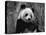 Giant Panda Feeding, Qionglai Mtns, Sichuan, China-Lynn M. Stone-Premier Image Canvas