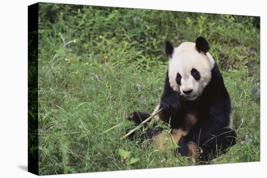 Giant Panda in the Forest-DLILLC-Premier Image Canvas