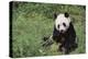 Giant Panda in the Forest-DLILLC-Premier Image Canvas