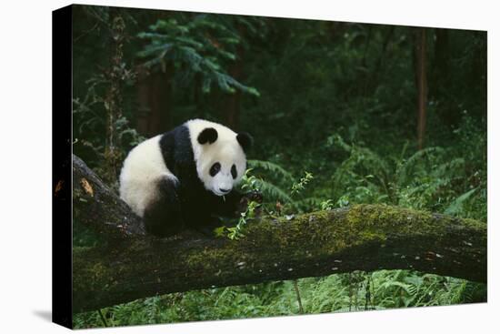 Giant Panda in the Forest-DLILLC-Premier Image Canvas