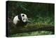 Giant Panda in the Forest-DLILLC-Premier Image Canvas