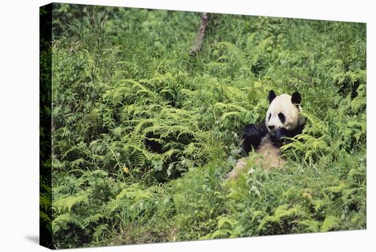 Giant Panda in the Forest-DLILLC-Premier Image Canvas