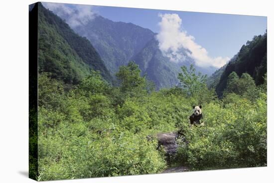 Giant Panda in the Forest-DLILLC-Premier Image Canvas