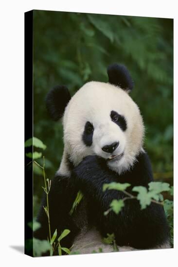 Giant Panda in the Forest-DLILLC-Premier Image Canvas