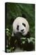 Giant Panda in the Forest-DLILLC-Premier Image Canvas