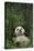 Giant Panda Lying in Forest-DLILLC-Premier Image Canvas