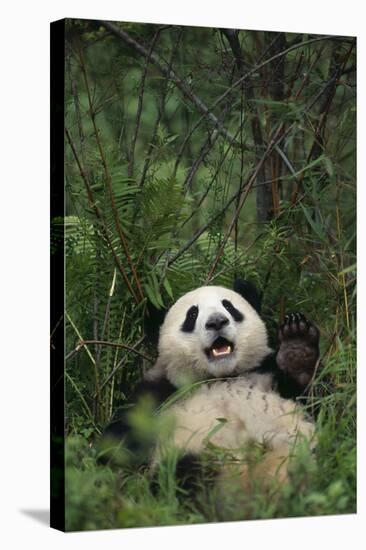 Giant Panda Lying in Forest-DLILLC-Premier Image Canvas