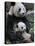 Giant Panda Mother and Baby, Wolong Nature Reserve, China-Eric Baccega-Premier Image Canvas