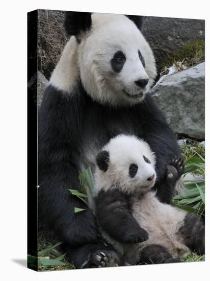 Giant Panda Mother and Baby, Wolong Nature Reserve, China-Eric Baccega-Premier Image Canvas