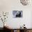 Giant Panda Sitting in Snow-DLILLC-Premier Image Canvas displayed on a wall