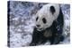 Giant Panda Sitting in Snow-DLILLC-Premier Image Canvas
