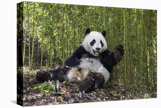 Giant panda sitting, Wolong Nature Reserve, Sichuan, China-Suzi Eszterhas-Premier Image Canvas
