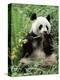 Giant Panda, Wolong Nr, Qionglai Mts, Sichuan, China-Lynn M. Stone-Premier Image Canvas