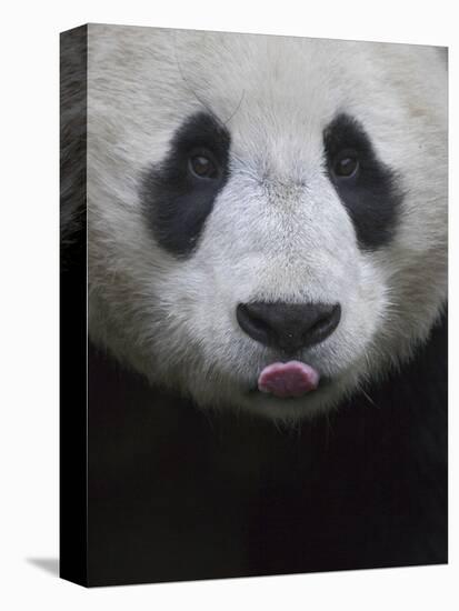 Giant Panda-Keren Su-Premier Image Canvas