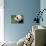 Giant Panda-DLILLC-Premier Image Canvas displayed on a wall