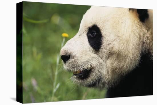 Giant Panda-DLILLC-Premier Image Canvas