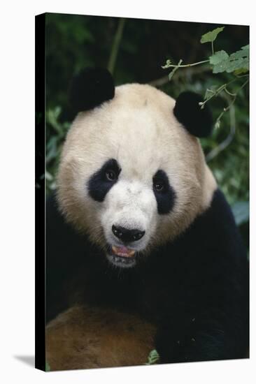 Giant Panda-DLILLC-Premier Image Canvas