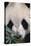 Giant Panda-DLILLC-Premier Image Canvas