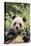 Giant Panda-DLILLC-Premier Image Canvas