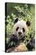 Giant Panda-DLILLC-Premier Image Canvas