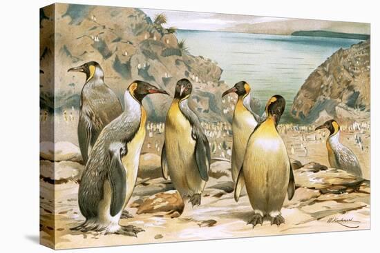 Giant Penguins-Wilhelm Kuhnert-Premier Image Canvas