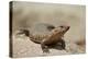 Giant Plated Lizard (Gerrhosaurus Validus), Kruger National Park, South Africa, Africa-James Hager-Premier Image Canvas