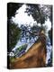 Giant Redwood (Sequoiadendron Giganteum), Royal Botanic Gardens, Kew, London, England, UK, Europe-Peter Barritt-Premier Image Canvas