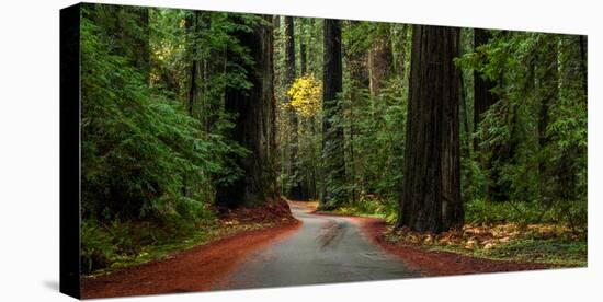 Giant Redwood trees along a forest, Humboldt Redwoods State Park, California, USA-null-Premier Image Canvas