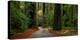 Giant Redwood trees along a forest, Humboldt Redwoods State Park, California, USA-null-Premier Image Canvas