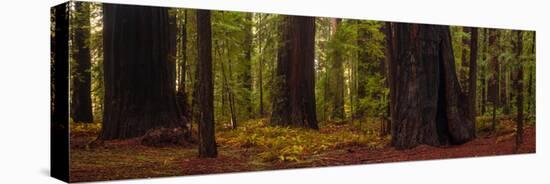 Giant Redwood trees in a forest, Humboldt Redwoods State Park, California, USA-null-Premier Image Canvas