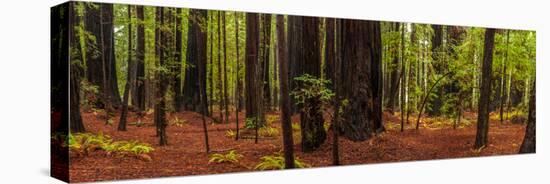 Giant Redwood trees in a forest, Humboldt Redwoods State Park, California, USA-null-Premier Image Canvas