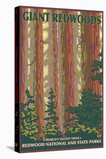 Giant Redwoods, Redwood National Park, California-Lantern Press-Stretched Canvas