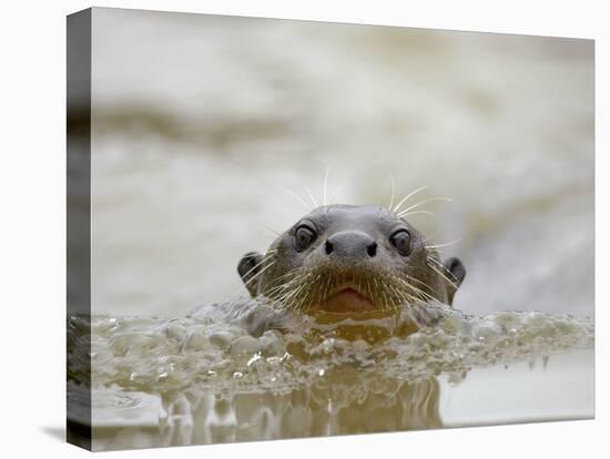 Giant River Otter, Pantanal, Brazil-Joe & Mary Ann McDonald-Premier Image Canvas