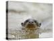 Giant River Otter, Pantanal, Brazil-Joe & Mary Ann McDonald-Premier Image Canvas