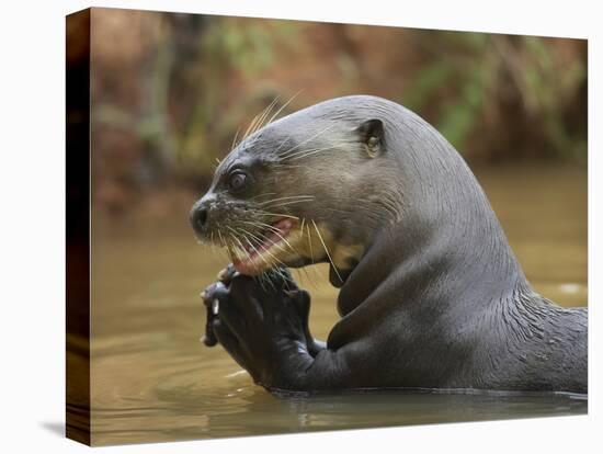 Giant River Otter, Pantanal, Brazil-Joe & Mary Ann McDonald-Premier Image Canvas