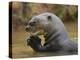 Giant River Otter, Pantanal, Brazil-Joe & Mary Ann McDonald-Premier Image Canvas