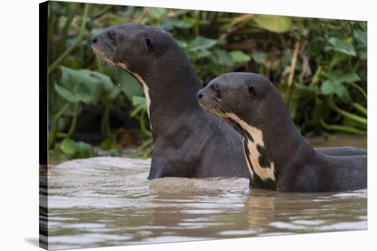 Giant river otter, Pantanal, Mato Grosso, Brazil.-Sergio Pitamitz-Premier Image Canvas