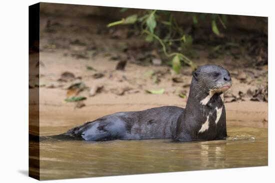 Giant river otter (Pteronura brasiliensis), Pantanal, Mato Grosso, Brazil, South America-Sergio Pitamitz-Premier Image Canvas