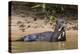 Giant river otter (Pteronura brasiliensis), Pantanal, Mato Grosso, Brazil, South America-Sergio Pitamitz-Premier Image Canvas