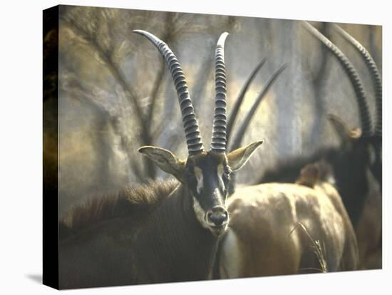 Giant Sable Antelopes, Probably on the Luanda Preserve-Carlo Bavagnoli-Premier Image Canvas