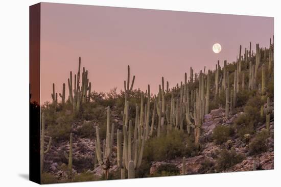 Giant Saguaro Cactus (Carnegiea Gigantea), Tucson, Arizona-Michael Nolan-Premier Image Canvas