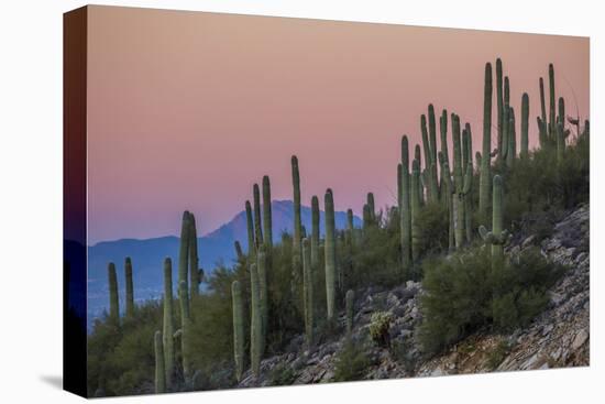Giant Saguaro Cactus (Carnegiea Gigantea), Tucson, Arizona-Michael Nolan-Premier Image Canvas