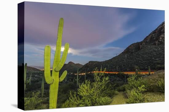 Giant saguaro cactus under full moon at Gates Pass in the Tucson Mountains, Tucson, Arizona, USA-Michael Nolan-Premier Image Canvas